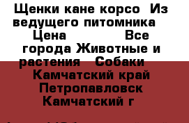 Щенки кане корсо! Из ведущего питомника! › Цена ­ 60 000 - Все города Животные и растения » Собаки   . Камчатский край,Петропавловск-Камчатский г.